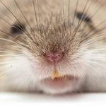 Трансгенные мыши обнаружат взрывчатку по запаху