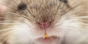 Трансгенные мыши обнаружат взрывчатку по запаху