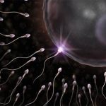 Подсчитать сперматозоиды можно будет с помощью смартфона