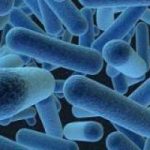 Устойчивость бактерий к антибиотикам – древнее явление