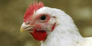 Репелленты с запахом курицы помогут отогнать малярийных комаров