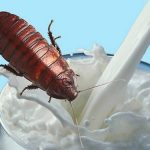 Тараканы как еда будущего