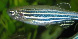Рыбки данио-рерио помогут в борьбе с лейкозом