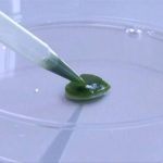 Ученый создал искусственную кожу из водорослей