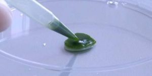 Ученый создал искусственную кожу из водорослей