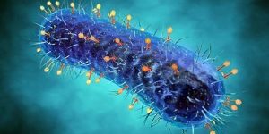 Вирусы-бактериофаги общаются между собой