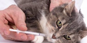 Правительство хочет сделать борьбу с незаконным оборотом ветеринарных препаратов более эффективной