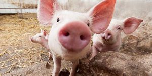 Новый способ лечения переломов испытали на свиньях
