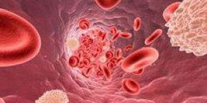 Кровеносные сосуды можно выращивать из жировой ткани