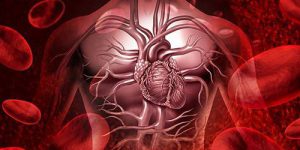 Найдены новые гены, влияющие на развитие ишемической болезни сердца