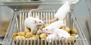 Ученые имплантировали мышам функционирующие 3D-яичники
