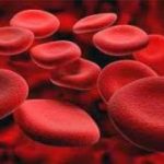 Найден новый способ размножения стволовых клеток пуповинной крови
