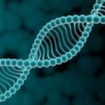 Исследователи выделили 3230 ключевых генов у человека