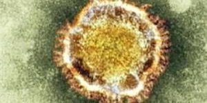 Ученые научились лечить коронавирус