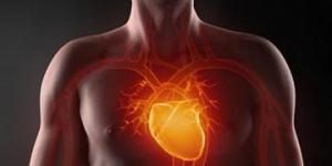 Американским ученым удалось вырастить сердечную ткань