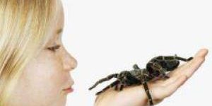 Боязнь пауков – следствие воспитания