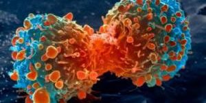 Биологи раскрыли тайну неуправляемого деления раковых клеток
