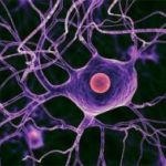 Ученые нашли препарат для восстановления нервных клеток после травмы