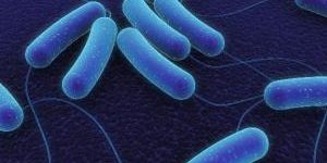 Бактерии: мир внутри нас