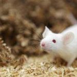 Умный инсулин успешно испытан на мышах