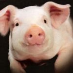 В ближайшем будущем людям начнут пересаживать сердца свиней, - ученые