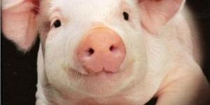 В ближайшем будущем людям начнут пересаживать сердца свиней, — ученые