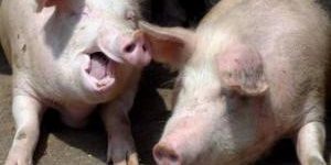 Проблему дефицита человеческих органов могут решить свиньи