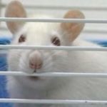 Подавляющий иммунитет препарат продлил жизнь пожилых мышей