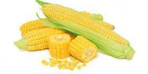 Польза овощей: кукуруза